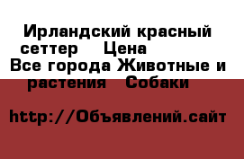 Ирландский красный сеттер. › Цена ­ 30 000 - Все города Животные и растения » Собаки   